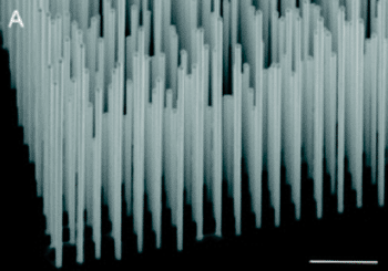 Image: Scanning electron micrograph of vertically aligned indium arsenide nanowires (Photo courtesy of the University of Copenhagen).
